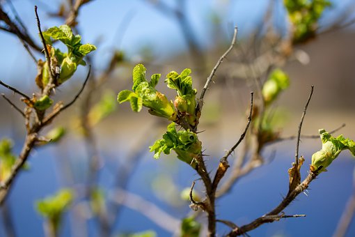 Knopper, Gror, Vokser, Træ, Natur
