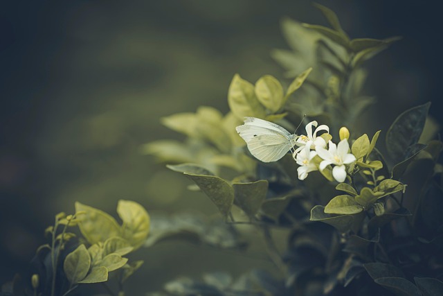 Free White Butterfly Laurel Flower photo and picture