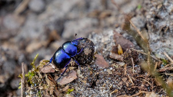 Käfer, Insekt, Käfer, Insekt, Wurm