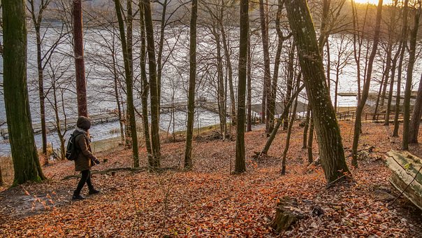 Pfad, Laub, Bäume, Wald, Herbst, Natur