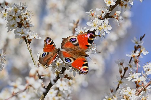 Butterflies, Peacock Butterfly, Flowers