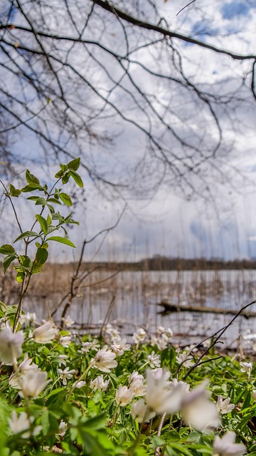 See, Blumen, Baum, Landschaft, Feder