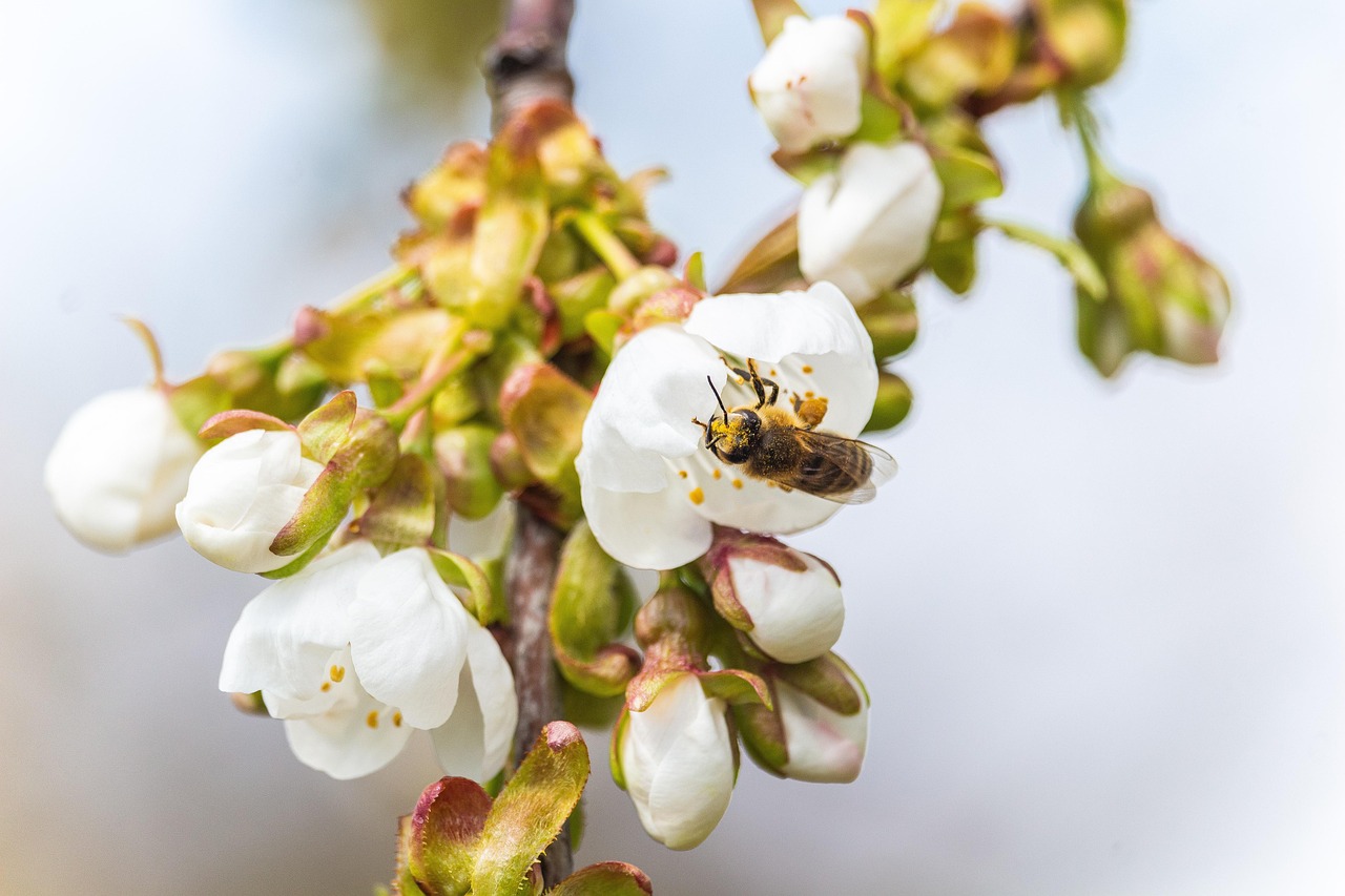 Spring Bees And Insects Bee Insect Flowers - Free photo on Pixabay - Pixabay