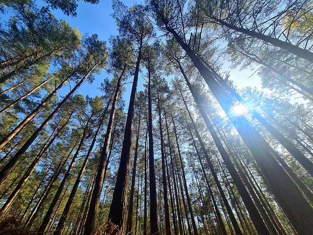 Free Landscape Tree photo and picture
