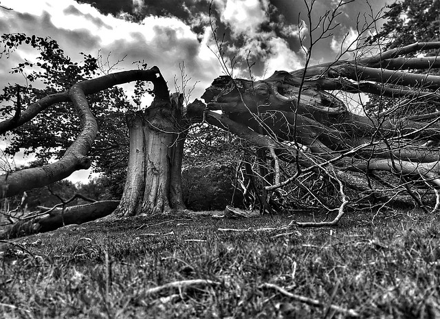 Free Nature Tree photo and picture