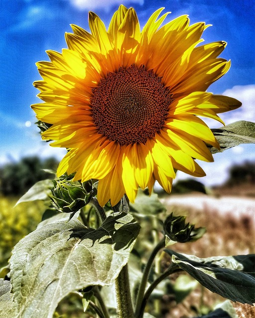 Free Sunflower Flower photo and picture