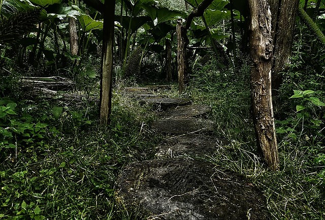 Free Forest Enchanted photo and picture