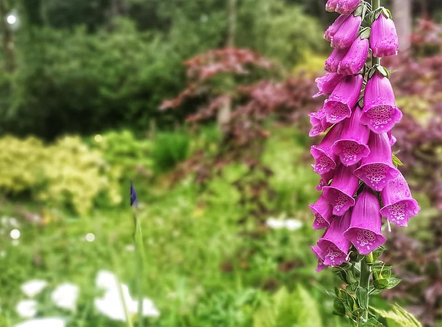 Free Foxgloves Flower photo and picture