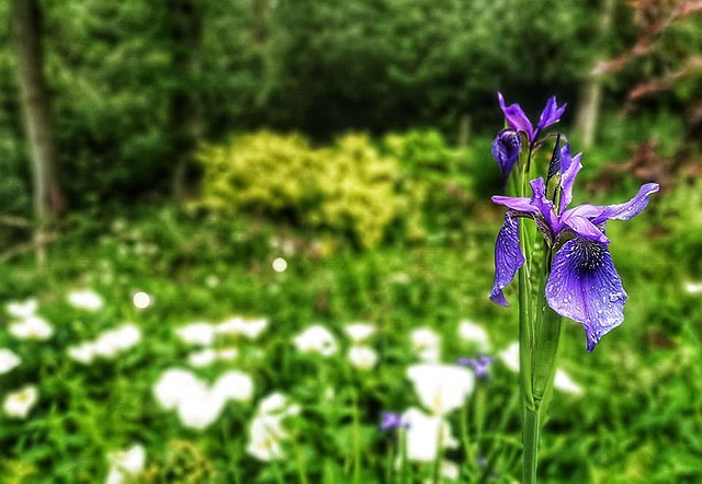 Free Purple Flower photo and picture