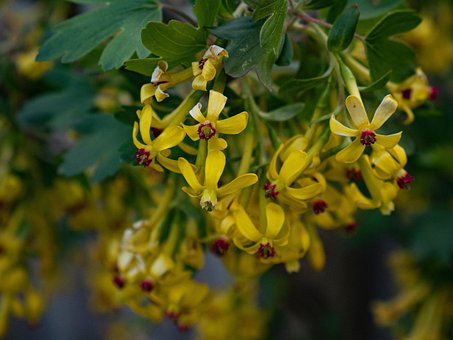 Natural, Verde, Flor, Primavera
