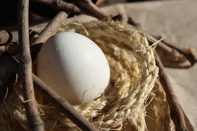Free Egg Nest photo and picture