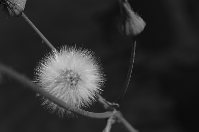 Free Plant Flower photo and picture