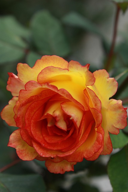 Free Rose Flower photo and picture