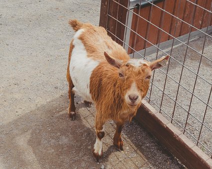 Free Goat Farm photo and picture