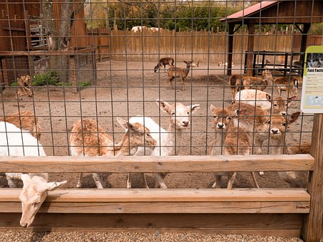 Free Goats Farm photo and picture