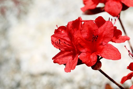 Free Azalea Flower Wallpaper photo and picture