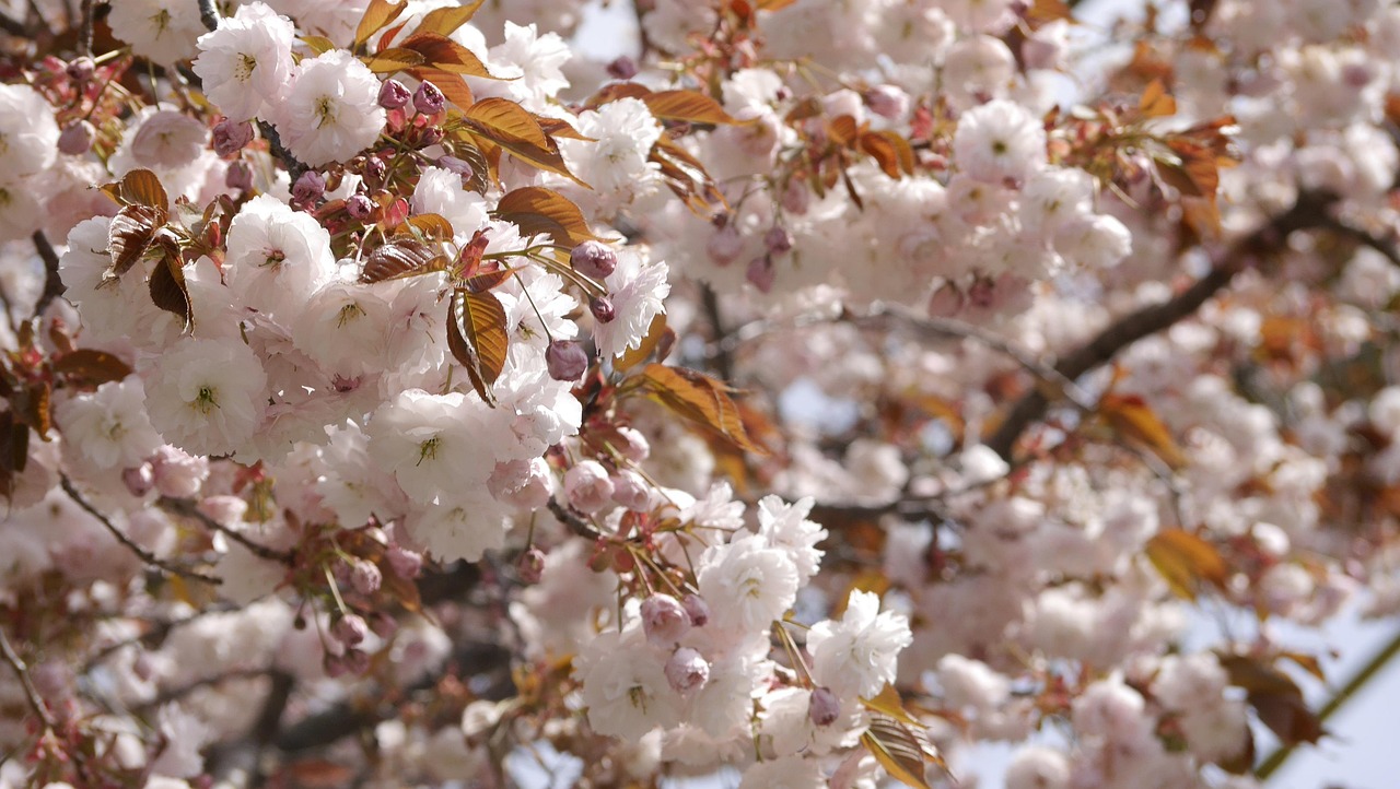 桜の花 フラワーズ バネ - Pixabayの無料写真 - Pixabay