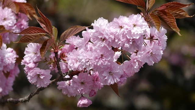 Free Cherry Blossom Flowers photo and picture