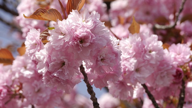 Free Cherry Blossom Flowers photo and picture