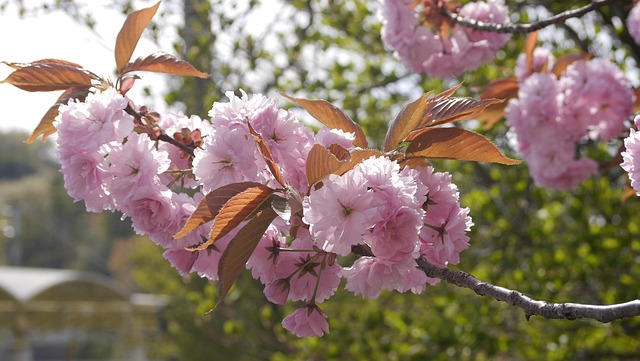 Free Cherry Blossoms Peony Cherry Tree photo and picture