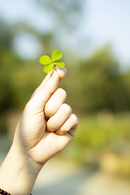 Free Four Leaf Clover Clover illustration and picture