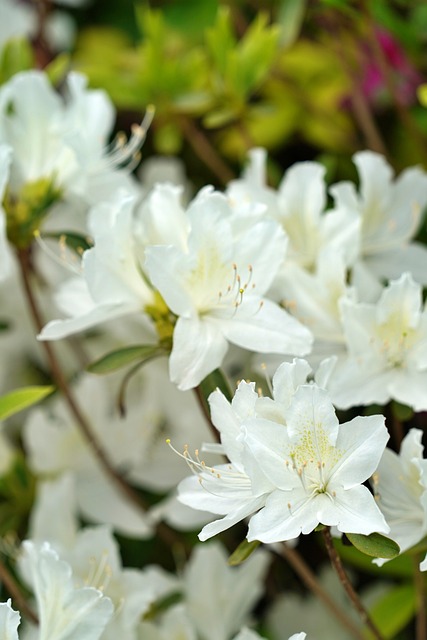 Free Azalea Flowers photo and picture