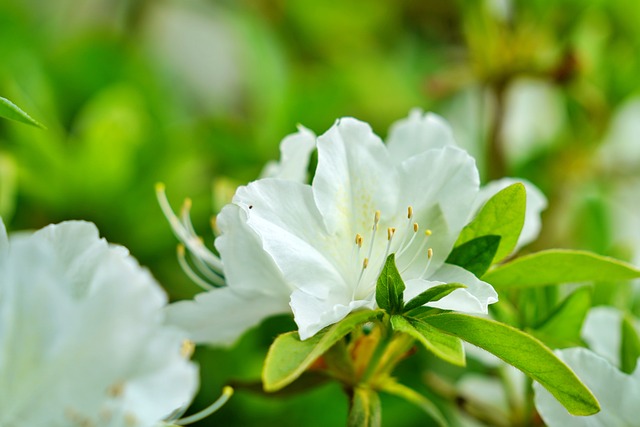 Free Azalea Flowers photo and picture