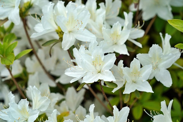 Free Azalea Flowers photo and picture