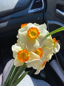 Narciso, Flores, Planta, Bloom