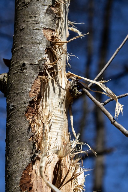 Free Damage Wood photo and picture
