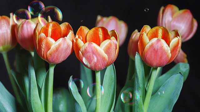 Tulipanes Flores Burbujas - Foto gratis en Pixabay - Pixabay