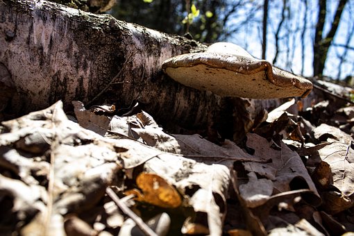 Free Fungus Wood photo and picture