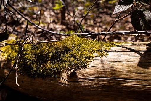 Free Wood Moss photo and picture