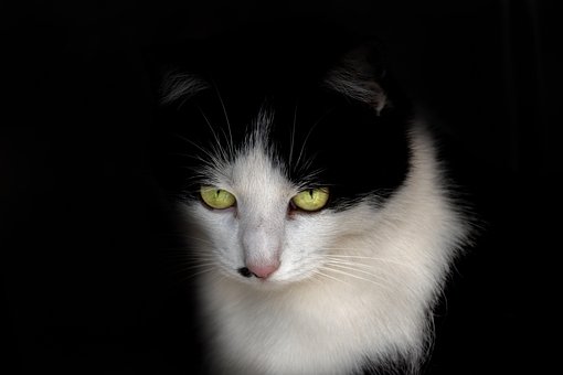 Kat, Huskat, Husdyr, Dyr, Portræt, Sød