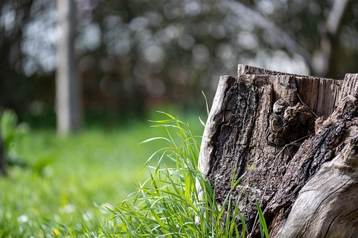 Græs, Træstump, Natur, Træ, Landskab