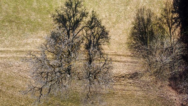 Træer, Ovenfra, Drone, Landskab, Forår