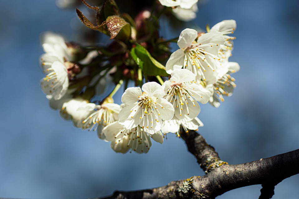 白い花 桜 さくら Pixabayの無料写真