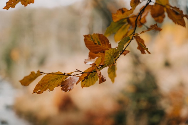 Herbst, Blätter, Laub, Blätter Im Herbst