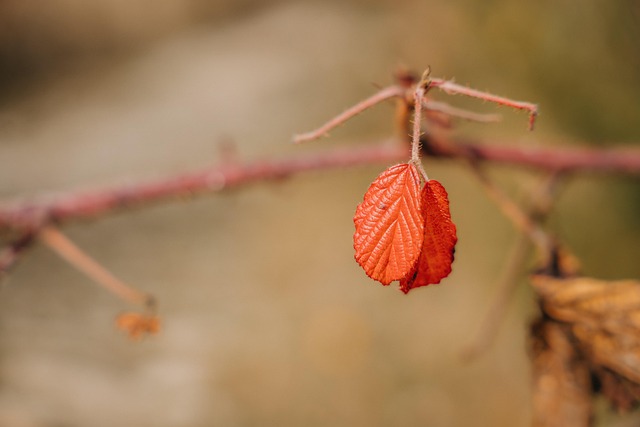 Herbst, Blätter, Laub, Blätter Im Herbst