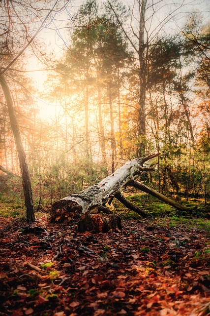 Wald, Natur, Baumstamm, Landschaft