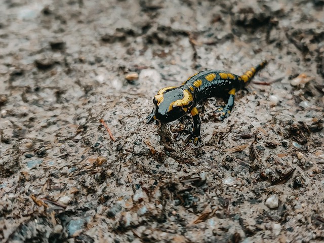 Wald, Natur, Salamander, Tier