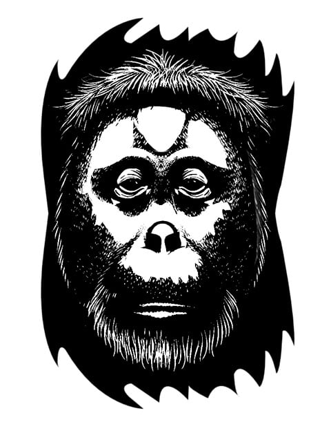 Free monkey eyes nature illustration