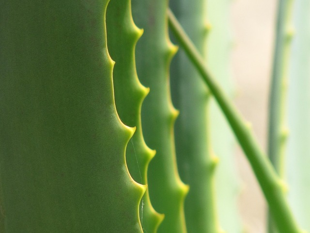 Free Aloe Green photo and picture