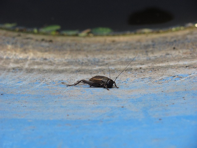 Free Cricket Nature photo and picture