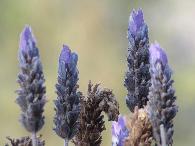 Free Lavender Purple photo and picture