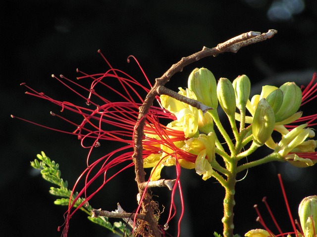Free Network Pistil photo and picture