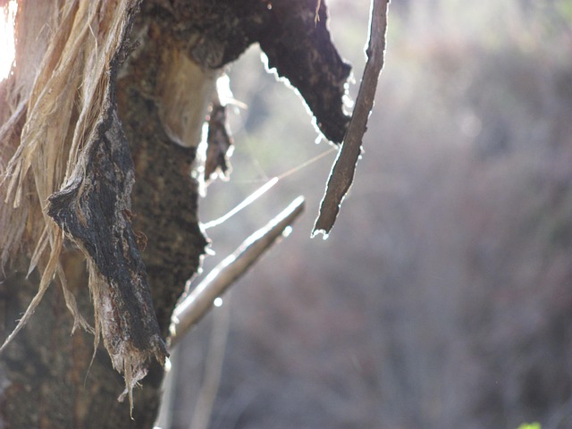 Free Wood Forest photo and picture
