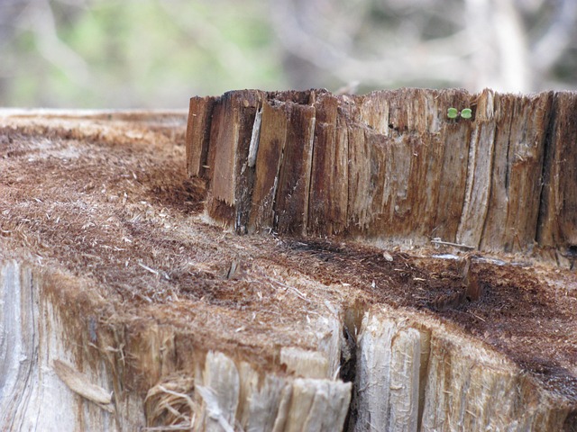 Free Wood Nature photo and picture