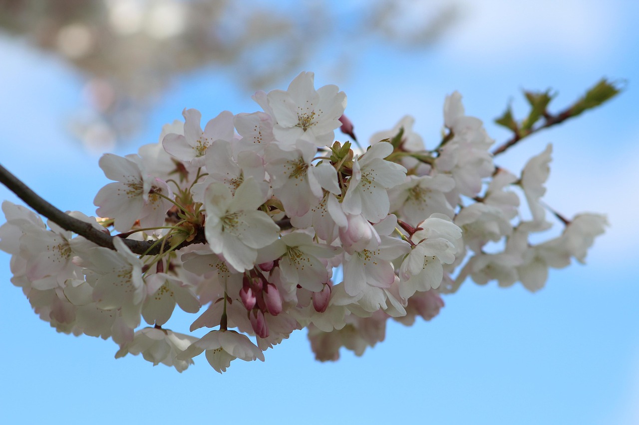桜の花 フラワーズ バネ - Pixabayの無料写真 - Pixabay