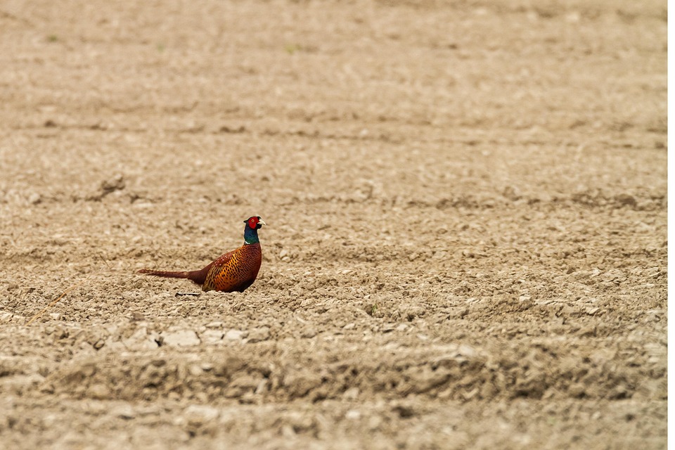 Pheasant Rearing Field Pheasant Bird Field Ring-Necked - Free photo on Pixabay - Pixabay